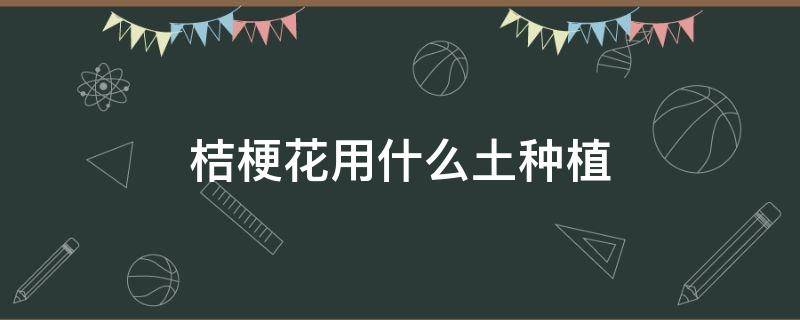 桔梗花用什么土种植 桔梗花种怎么种