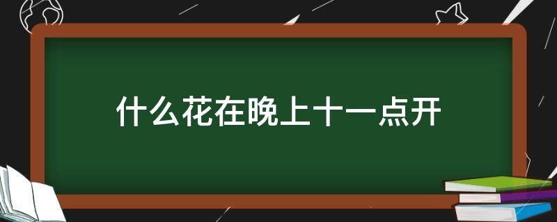 什么花在晚上十一点开（什么花在晚上十一点开花）