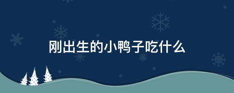 刚出生的小鸭子吃什么（刚出生的小鸭子吃什么好）