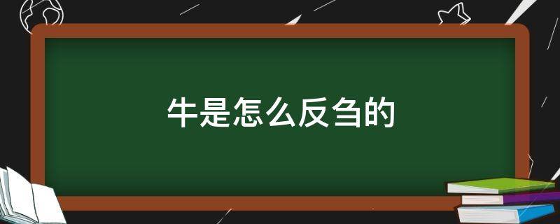 牛是怎么反刍的 牛是怎么反刍的?