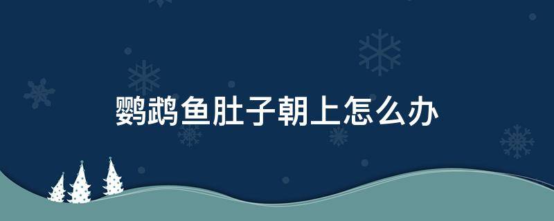 鹦鹉鱼肚子朝上怎么办（鹦鹉鱼反着身子肚子朝上怎回事）