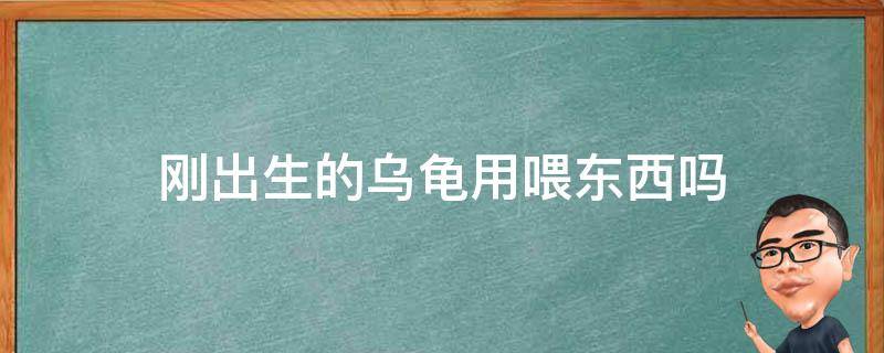 刚出生的乌龟用喂东西吗（刚出生的乌龟如何喂食）