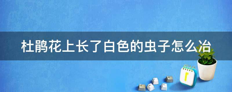 杜鹃花上长了白色的虫子怎么冶 杜鹃花起白色斑点怎么办