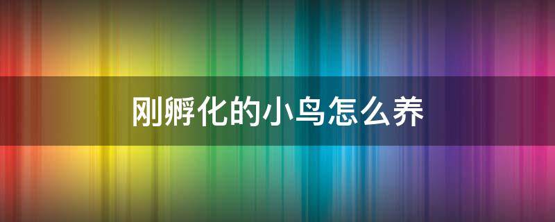 刚孵化的小鸟怎么养 新孵出的小鸟怎么养