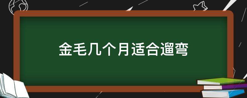 金毛几个月适合遛弯 金毛遛多长时间最合适