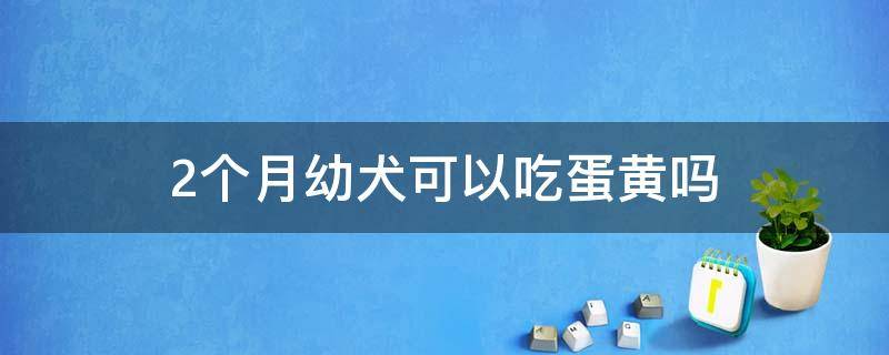 2个月幼犬可以吃蛋黄吗（两个月的幼犬可以喂蛋黄吗）