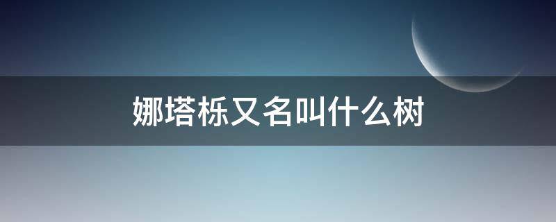 娜塔栎又名叫什么树（娜塔栎别名叫什么）