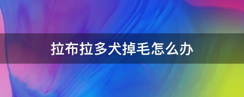 拉布拉多犬掉毛怎么办 拉布拉多幼犬掉毛怎么办