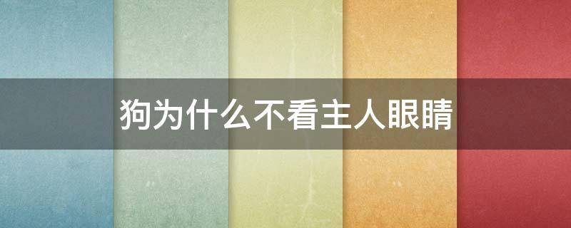 狗为什么不看主人眼睛 狗狗为什么不敢直视主人的眼睛