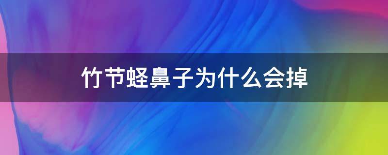 竹节蛏鼻子为什么会掉（竹节蛏子的鼻子）