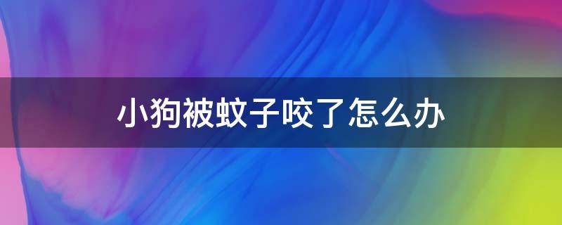 小狗被蚊子咬了怎么办 狗狗被蚊虫叮咬了怎么办