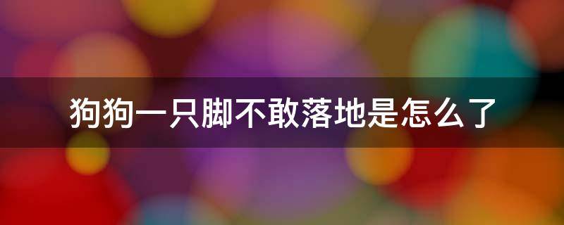 狗狗一只脚不敢落地是怎么了 狗狗忽然脚不敢落地