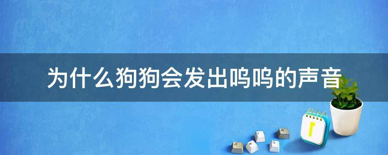 为什么狗狗会发出呜呜的声音（狗狗为什么一直发出呜呜的声音）