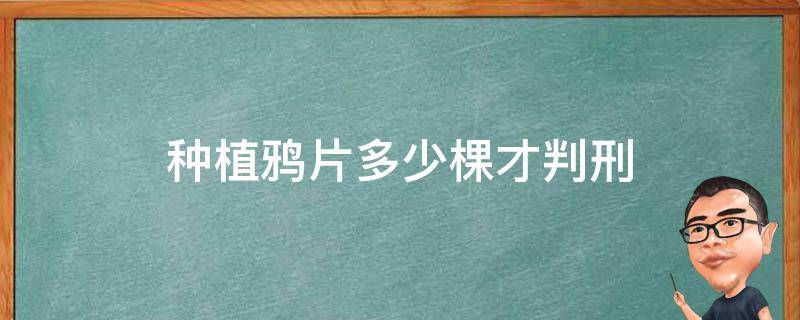 种植鸦片多少棵才判刑（鸦片花种多少棵算犯法）