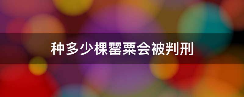 种多少棵罂粟会被判刑 种罂粟多少棵就会犯法