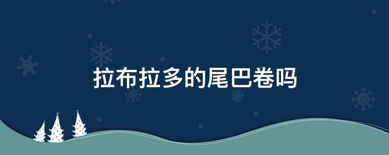 拉布拉多的尾巴卷吗（拉布拉多尾巴卷起来是什么原因）