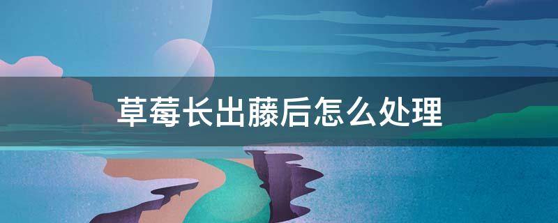 草莓长出藤后怎么处理 草莓怎么会长很长的藤