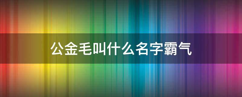 公金毛叫什么名字霸气 公金毛叫什么名字好听的名字