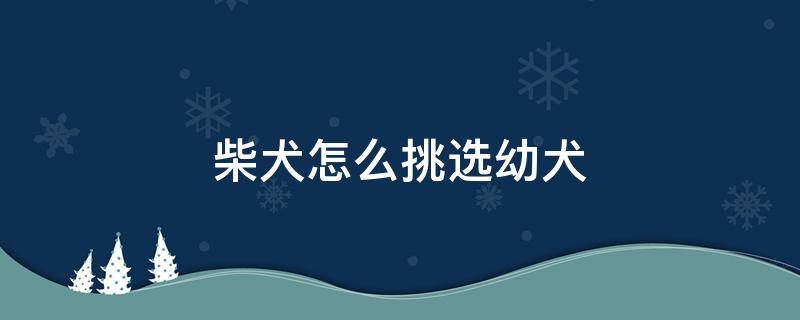 柴犬怎么挑选幼犬 柴犬 挑选