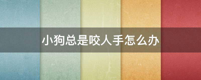 小狗总是咬人手怎么办 小狗总咬主人手怎么办