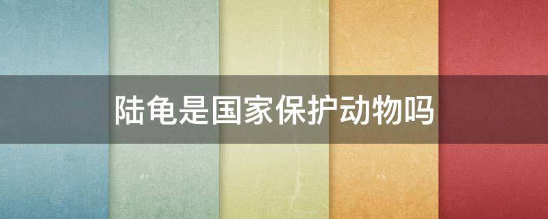 陆龟是国家保护动物吗 陆龟都是国家保护动物吗