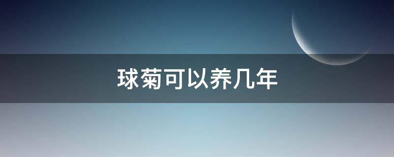球菊可以养几年 球菊室内可以养吗