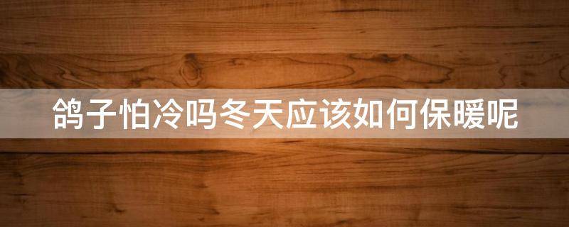 鸽子怕冷吗冬天应该如何保暖呢（鸽子怕冷吗冬天应该如何保暖呢视频）