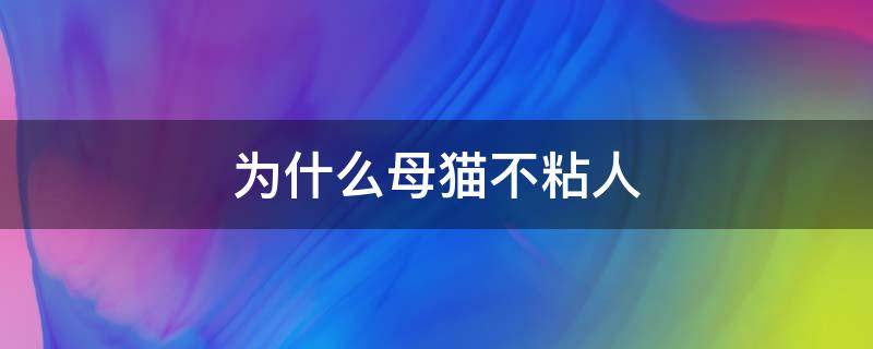 为什么母猫不粘人（母猫不太粘人）