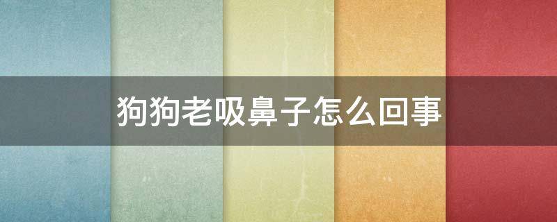 狗狗老吸鼻子怎么回事 狗狗一直吸鼻子怎么办