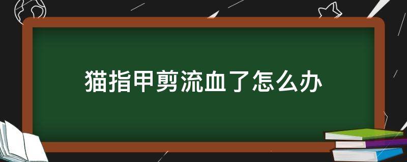 猫指甲剪流血了怎么办（猫指甲剪流血了怎么办如何处理）