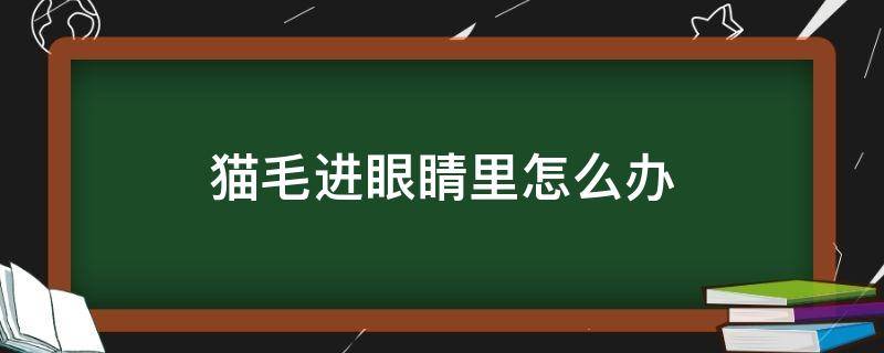 猫毛进眼睛里怎么办 眼睛里面进猫毛怎么办