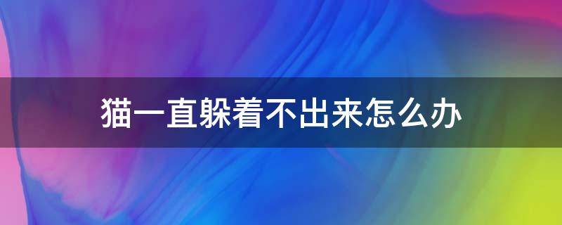 猫一直躲着不出来怎么办 猫一直躲着不出来怎么办已经一年了