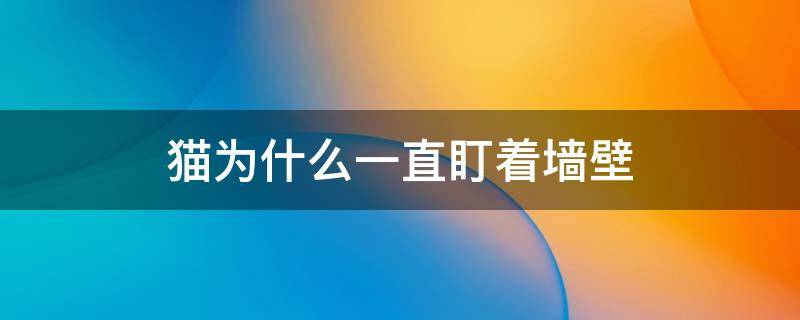 猫为什么一直盯着墙壁 猫为什么一直盯着墙壁还站起来