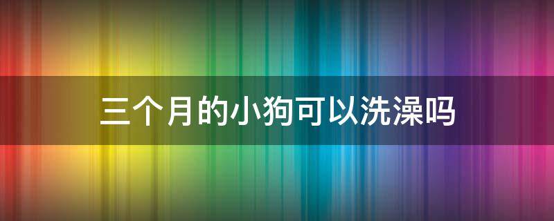 三个月的小狗可以洗澡吗（3个月的小狗可以洗澡吗）