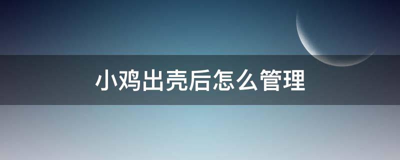 小鸡出壳后怎么管理 母鸡孵小鸡出壳后怎么管理