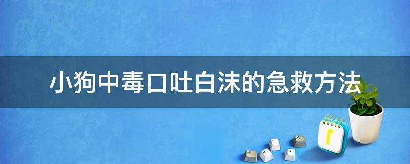 小狗中毒口吐白沫的急救方法 狗中毒口吐白沫最快的解毒方法