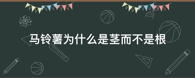 马铃薯为什么是茎而不是根（马铃薯的根和茎）