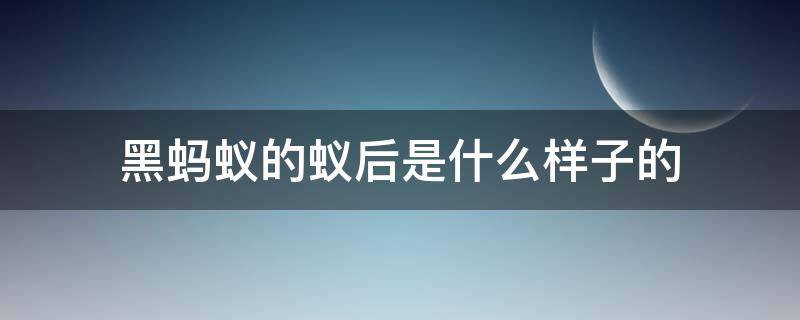 黑蚂蚁的蚁后是什么样子的 小黑蚂蚁蚁后长什么样