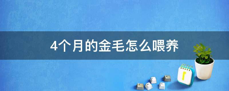 4个月的金毛怎么喂养（金毛四个月怎么喂养）