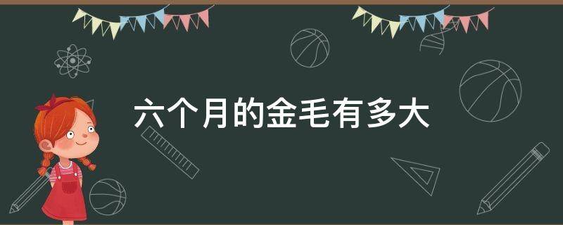 六个月的金毛有多大（六个月的金毛毛有多长）