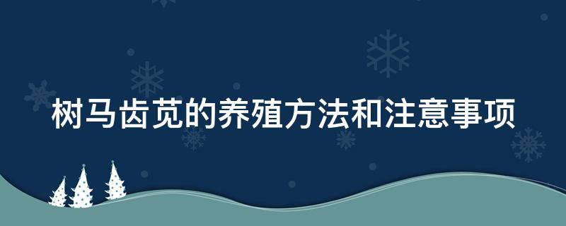 树马齿苋的养殖方法和注意事项 树马齿苋怎么养法