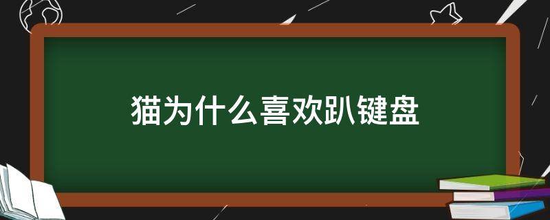 猫为什么喜欢趴键盘 猫为什么喜欢趴在键盘上