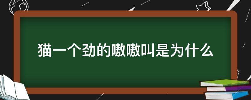 猫一个劲的嗷嗷叫是为什么 猫没事就嗷嗷叫