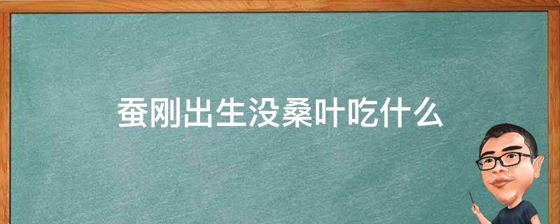 蚕刚出生没桑叶吃什么 蚕一出生就要吃桑叶吗