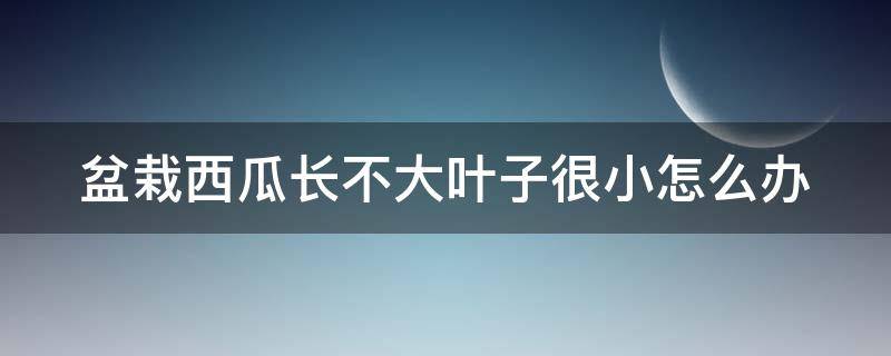 盆栽西瓜长不大叶子很小怎么办（盆栽西瓜不长个）