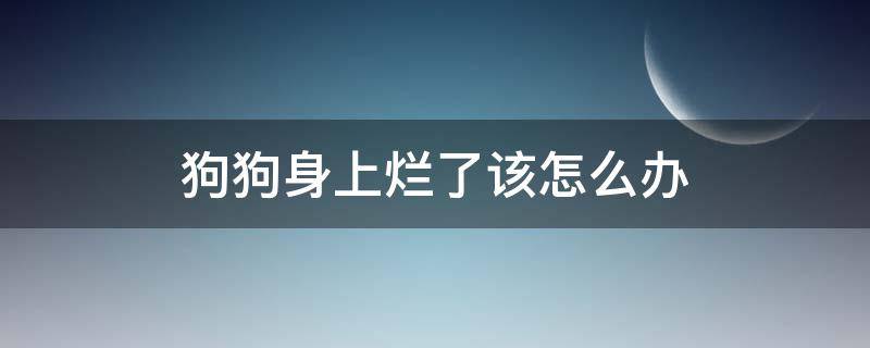 狗狗身上烂了该怎么办（狗狗身上溃烂怎么办）