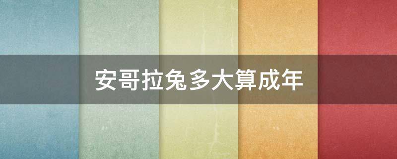 安哥拉兔多大算成年 安哥拉兔能长多大