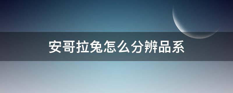 安哥拉兔怎么分辨品系 安哥拉兔和肉兔怎么区分