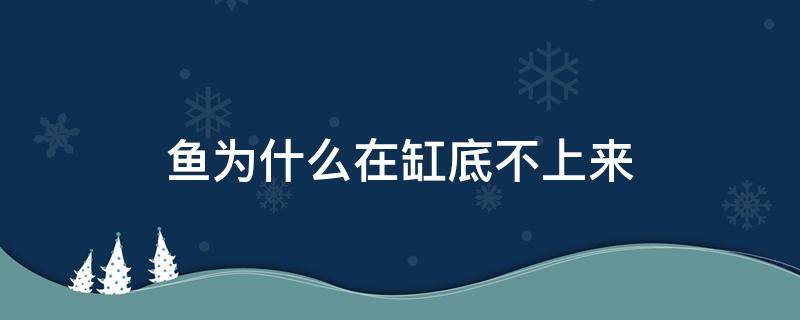 鱼为什么在缸底不上来 鱼为什么在缸底不动