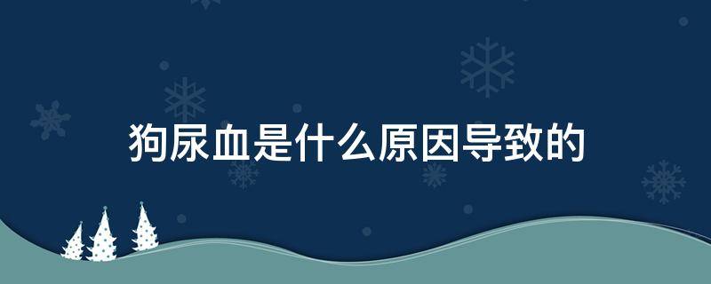 狗尿血是什么原因导致的（狗尿血是什么原因导致的在线咨询）